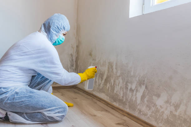 Licensed Mold Remediation service in Petersburg, VA - 24 Hour Mold Removal