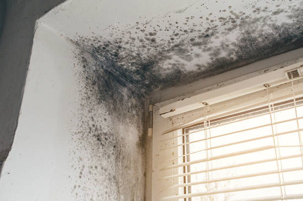 Affordable Mold Remediation solutions in Petersburg, VA
